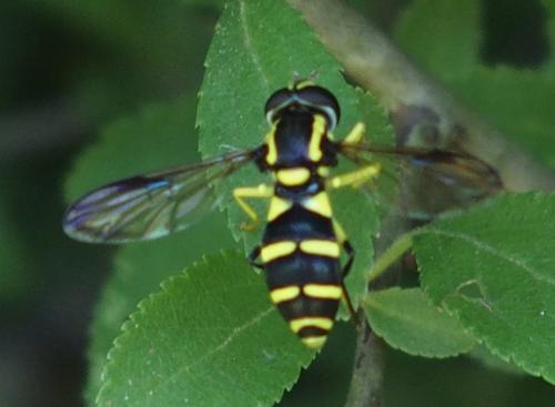 Xanthogramma sp.